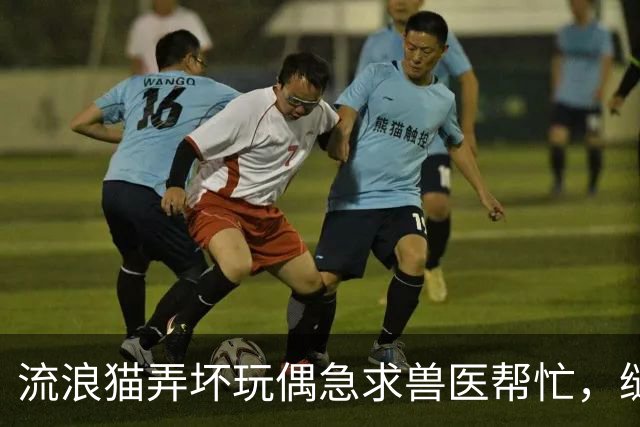 流浪猫弄坏玩偶急求兽医帮忙，缝补进行中它全程陪护，眼神满是担忧：快救救我的好朋友！